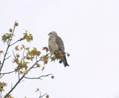 Mississippi Kite - Juvenile