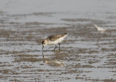 Semipalmated Sandpiper