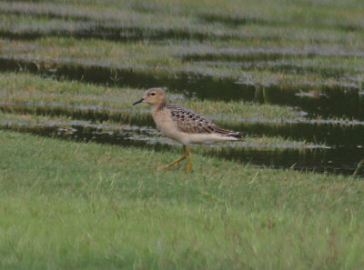 Buff-breasted Sandpiper