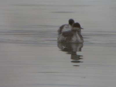 Eared Grebe