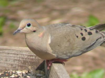 Mourning Dove