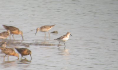 Sanderling