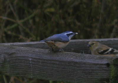 Red-Breasted Nuthatch