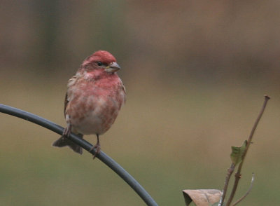 Purple Finch