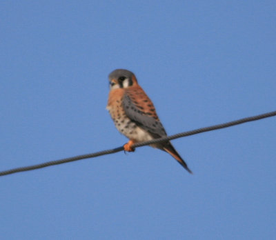 American Kestrel
