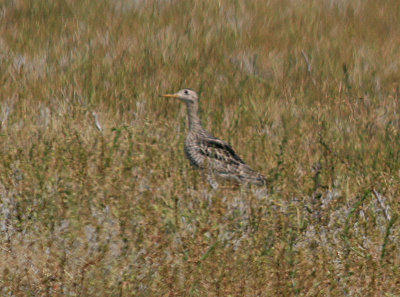 Upland Sandpiper