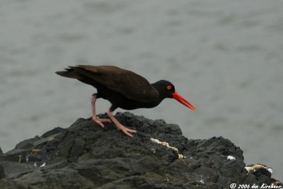 Birds of Western USA