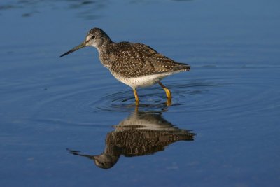 Birds of Eastern Canada