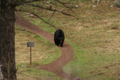 Hellroaring Bear on Path