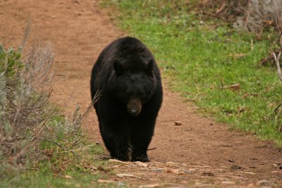 Hellroaring Bear Comes Closer