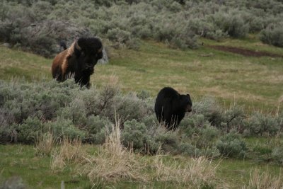 Bison Charges Bear