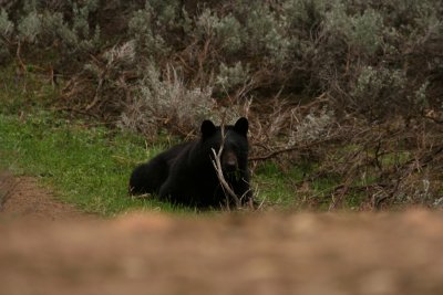 Resting Hellroaring Bear