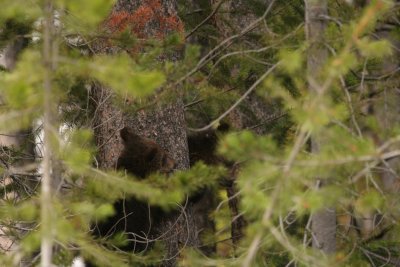 Grizzly Cubs in Tree