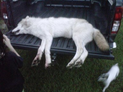 SC White Wolf.jpg