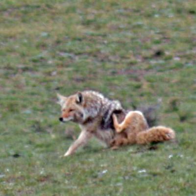 g4/72/499072/3/52443432.ScratchingCoyote.jpg