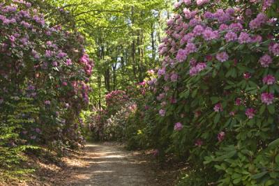 Maudslay Rhododendrons