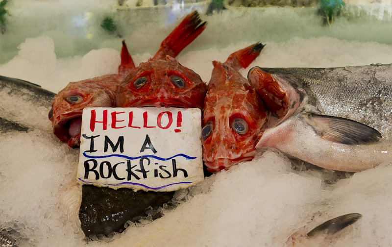 Hello I am rockfish 2  June 12 2011  1 of 1.jpg