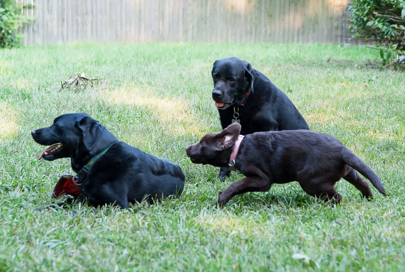 watch your back jack  August 30 2012 day 54.jpg