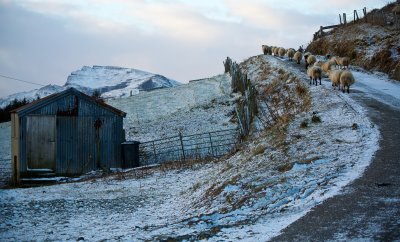 Sheep on the run Staffin Island of Skye Scotland_.jpg