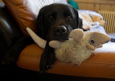 pbase new favorite toy March 11 2012_.jpg