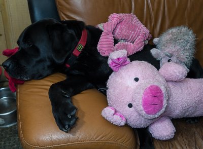 pbase java with his current toys  May 28 2012_.jpg