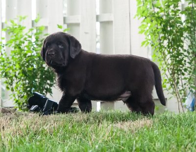 The special boy puppy   June 24 2012.jpg