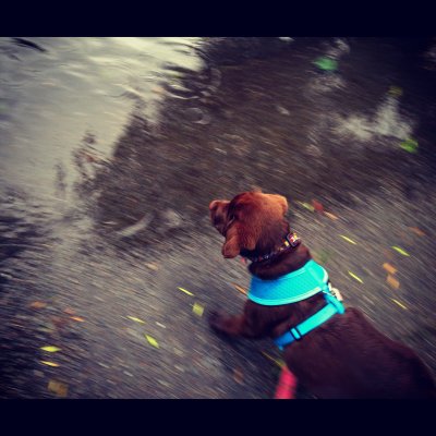 Cino first Puddle August 10 2012.jpg