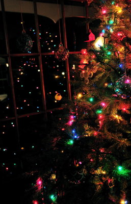 pbase Small Xmas Tree on December 25 DSC_2348.jpg