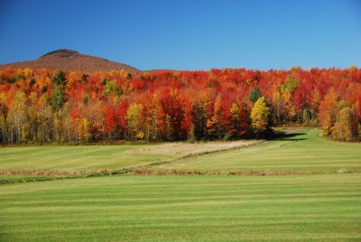 Fall spendour