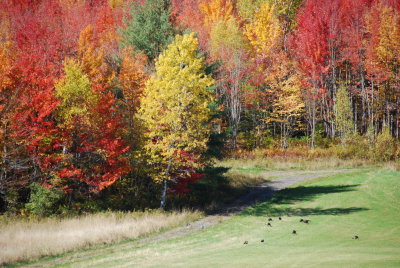 Wild turkey near Abercorn, QC