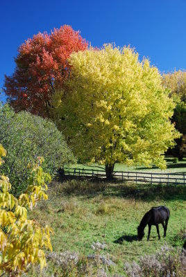 Equestrian farm near Abercorn, QC