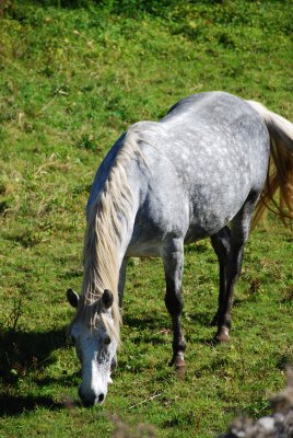 Equestrian farm near Abercorn, QC