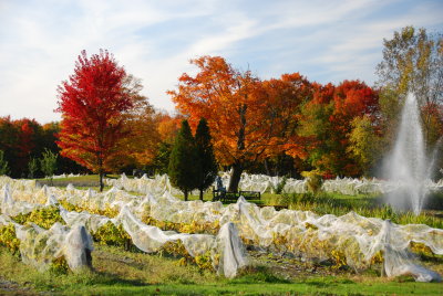 Vineyard, Dunham, QC