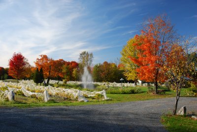 Vineyard, Dunham, QC