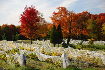 Vineyard, Dunham, QC