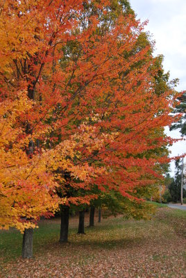 Autumn glory, Knowlton, QC