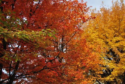 Autumn glory, Knowlton, QC