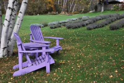 Lavender farm, Knowlton, QC