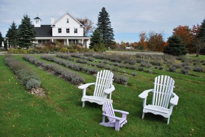 Lavender farm, Knowlton, QC