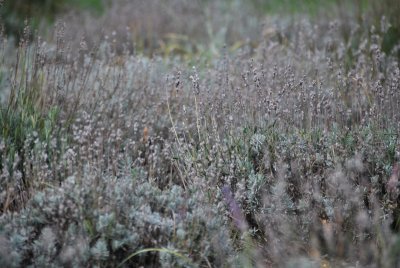 Lavender farm, Knowlton, QC