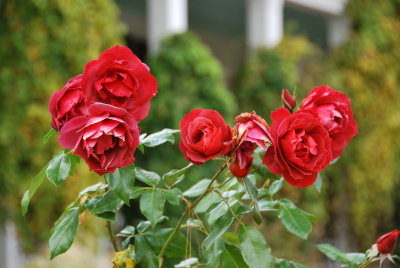 g4/72/542572/3/139120683.BcqnGsLZ.jpg