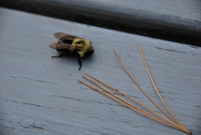 Bumble bee, Manoir Hovey, North Hatley, QC