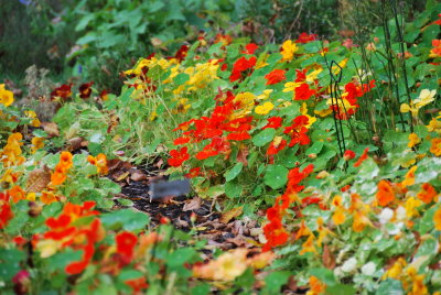 Early morning, Manoir Hovey, North Hatley, QC