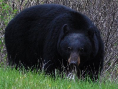 Black Bear, Bow Valley Parkway