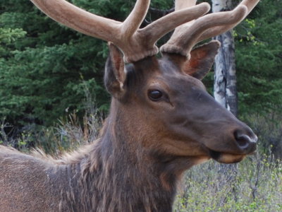 Elk, Bow Valley Parkway