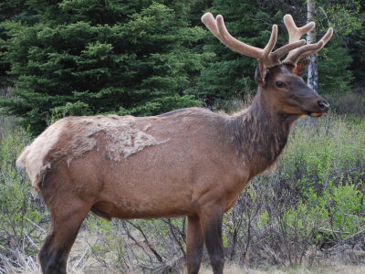Elk, Bow Valley Parkway