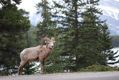 Bighorn Sheep on shore of Minnewanka
