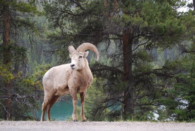 Bighorn Sheep on shore of Minnewanka