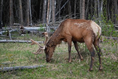 Young male elk, Bow Valley Parkway