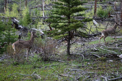Well camouflaged, Bow Valley Parkway